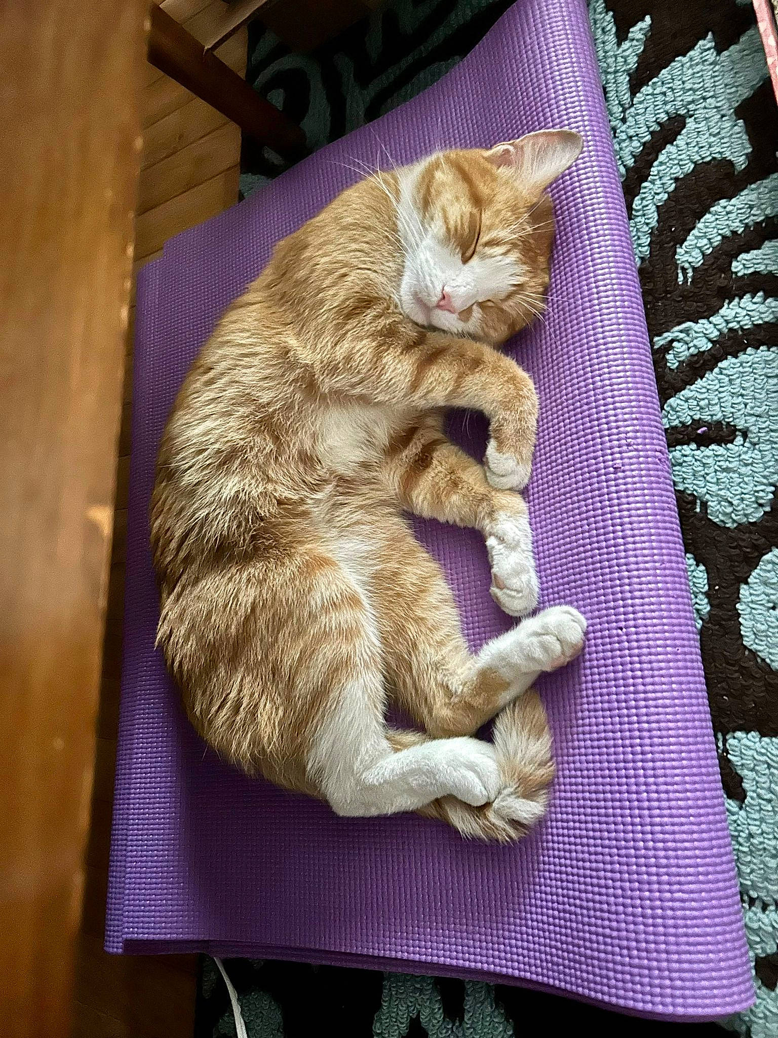 Jimmy is registered to the contest to win money with this photo: carnivore, cat, claw, comfort, domestic_short_haired_cat, felidae, fur, linens, nap, pattern, paw, small_to_medium_sized_cats, tail, whiskers, wood, woven_fabric