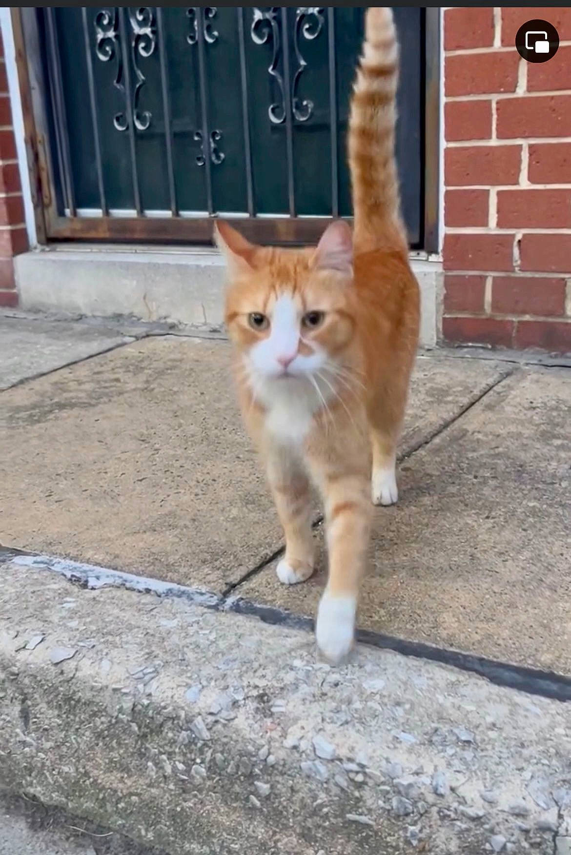 Jimmy is registered to the contest to win money with this photo: brick, carnivore, cat, domestic_short_haired_cat, door, fawn, felidae, fur, human_leg, paw, road_surface, sitting, small_to_medium_sized_cats, snout, street, tail, terrestrial_animal, whiskers, window, wood