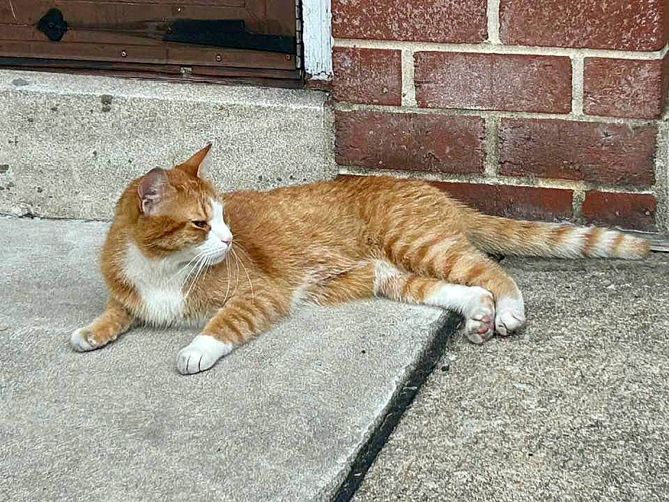 Jimmy joined the competition — help win amazing prizes! asphalt, brick, brickwork, carnivore, cat, domestic_short_haired_cat, eye, fawn, felidae, fur, human_leg, paw, road_surface, sidewalk, small_to_medium_sized_cats, snout, tail, terrestrial_animal, whiskers, wood