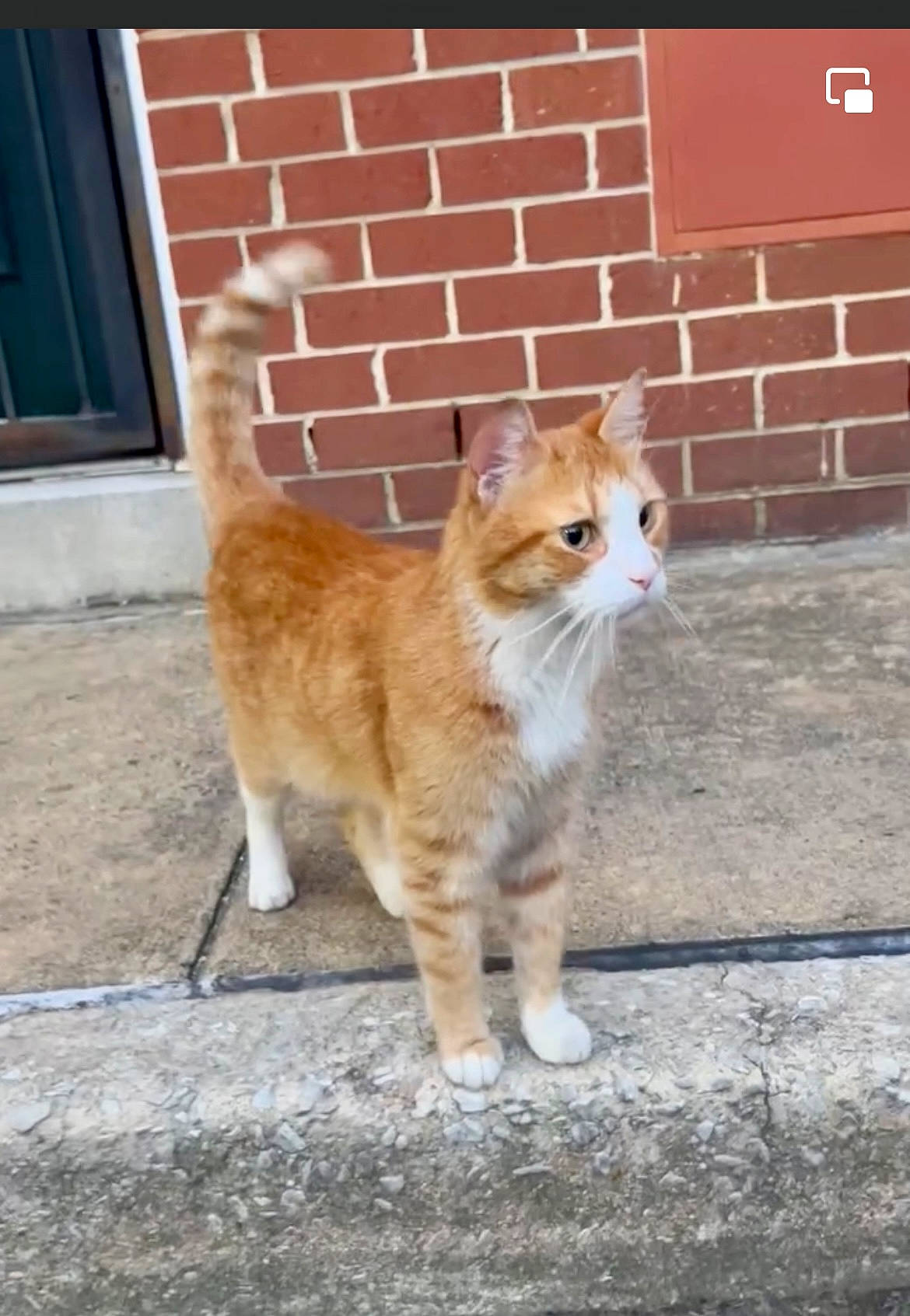 Jimmy is registered to the contest to win money with this photo: brick, brickwork, carnivore, cat, claw, domestic_short_haired_cat, door, fawn, felidae, fur, mammal, paw, road_surface, sitting, small_to_medium_sized_cats, snout, tail, terrestrial_animal, whiskers, wood