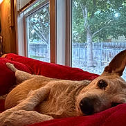 Beebo is registered to the contest to win money with this photo: dog, couch, blanket, window, indoor, relaxing, pet, animal, fence, tree, ear, fur, home, resting, red, cozy, daylight, looking, living_room, domestic_animal