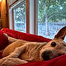 dog, couch, blanket, window, indoor, relaxing, pet, animal, fence, tree, ear, fur, home, resting, red, cozy, daylight, looking, living_room, domestic_animal