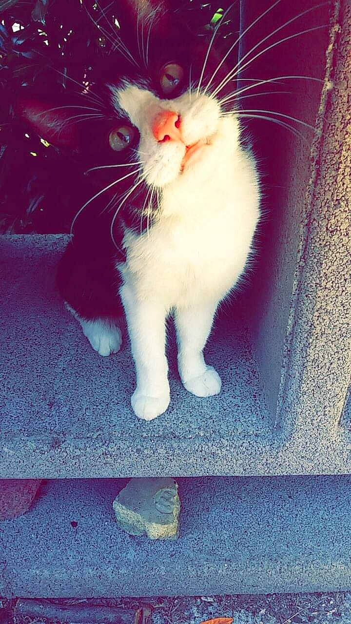 Peanut participe au concours pour gagner de l'argent avec cette photo : aegean_cat, american_curl, carnivore, cat, domestic_short_haired_cat, european_shorthair, felidae, fur, kitten, leg, ojos_azules, paw, polydactyl_cat, small_to_medium_sized_cats, snapshot, snout, tail, turkish_angora, turkish_van, whiskers