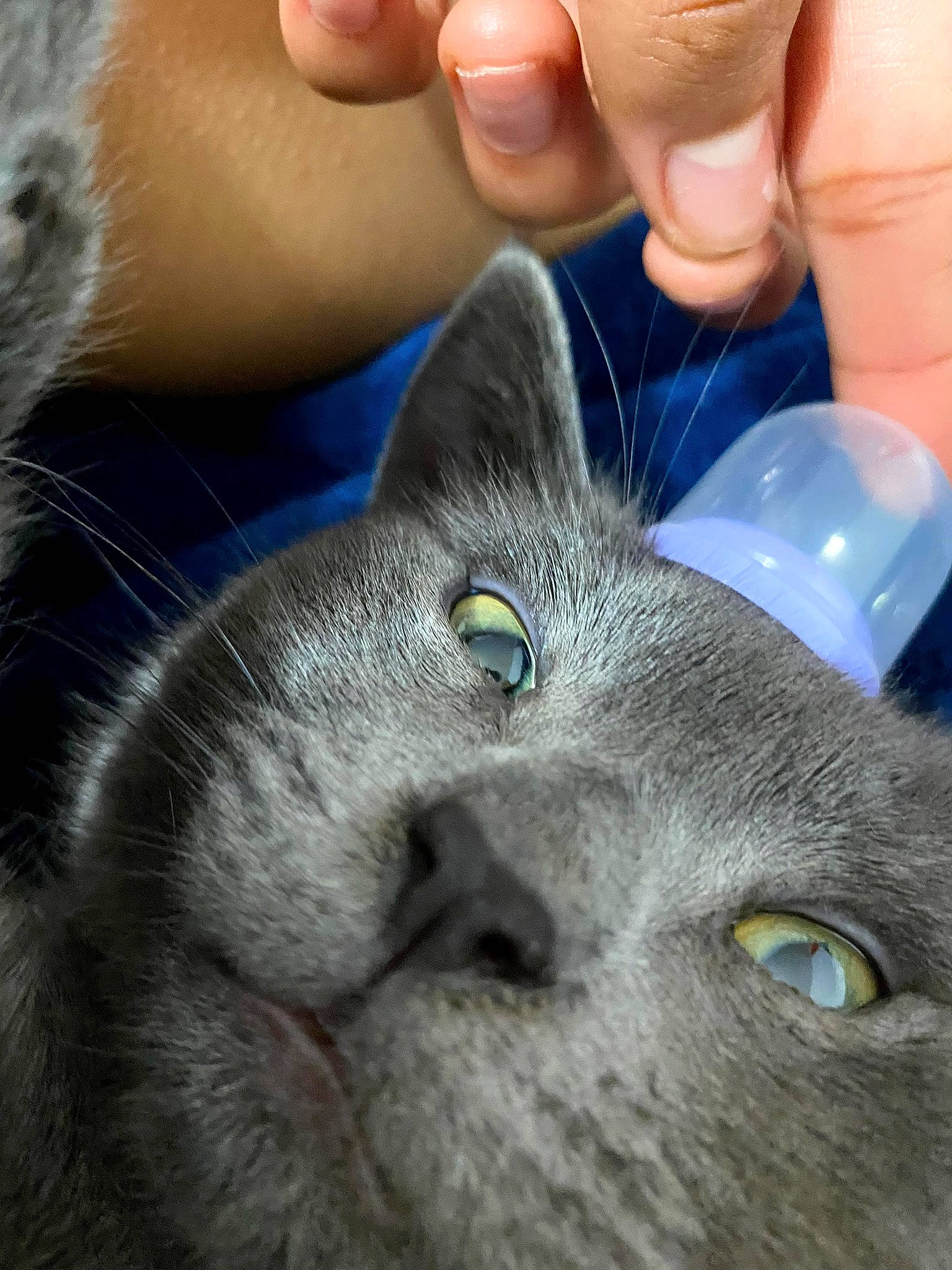 Mylo is registered to the contest to win money with this photo: carnivore, cat, close_up, domestic_short_haired_cat, electric_blue, felidae, finger, fur, gesture, nail, photo_caption, photography, russian_blue, small_to_medium_sized_cats, snout, terrestrial_animal, thumb, whiskers