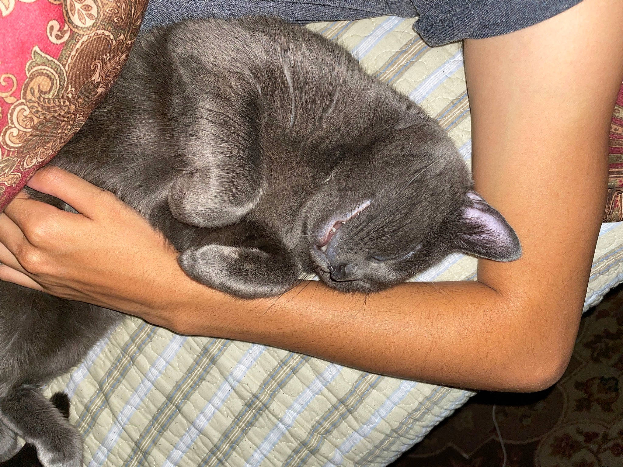 Mylo joined the competition — help win amazing prizes! carnivore, cat, comfort, domestic_short_haired_cat, ear, elbow, felidae, finger, flooring, fur, gesture, human_leg, lap, nail, nap, pattern, sitting, small_to_medium_sized_cats, tail, whiskers