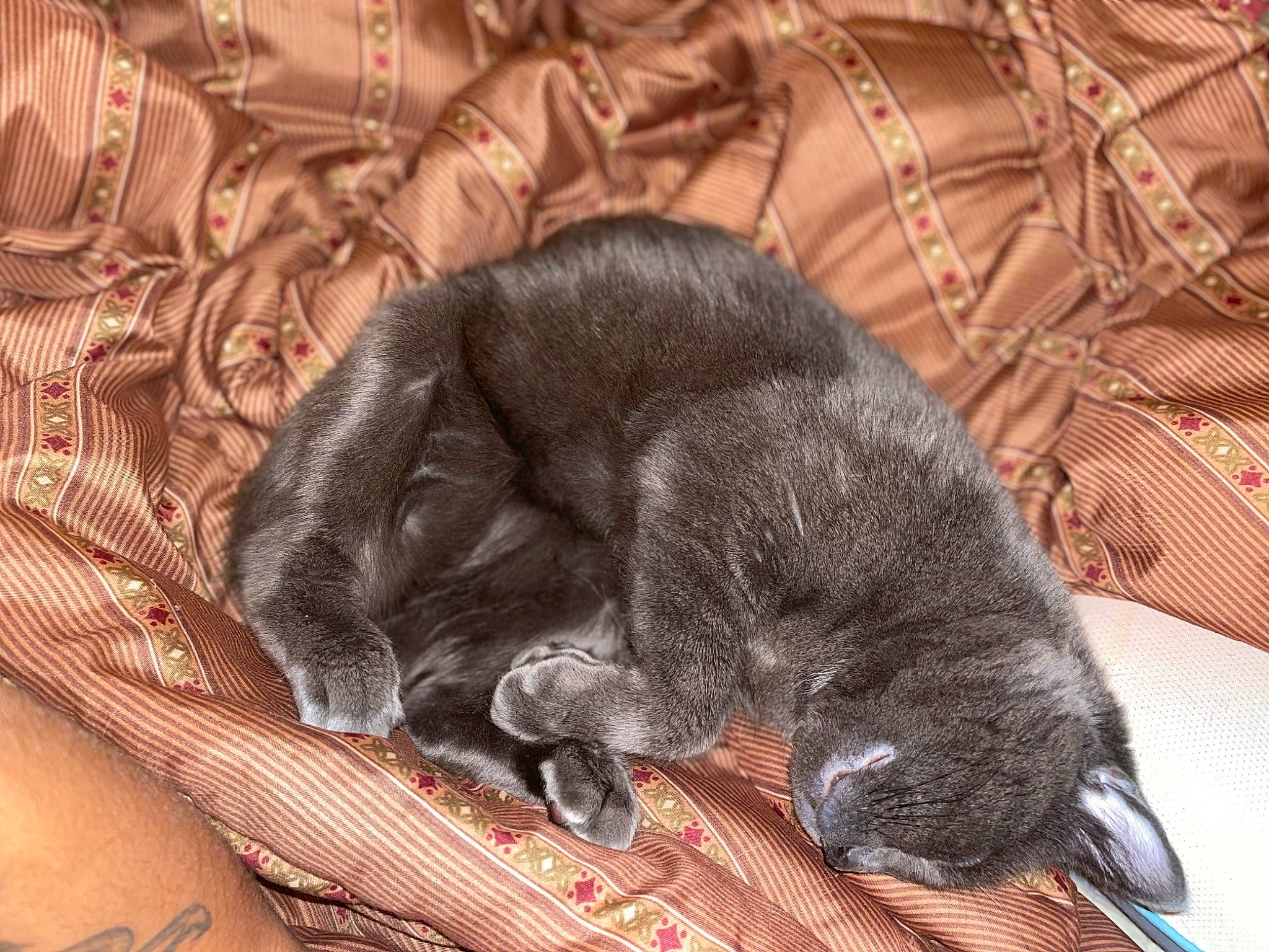 Mylo joined the competition — help win amazing prizes! black_cat, carnivore, cat, claw, comfort, dog_breed, domestic_short_haired_cat, felidae, fur, grey, liver, nap, paw, sleep, small_to_medium_sized_cats, snout, sporting_group, tail, terrestrial_animal, whiskers