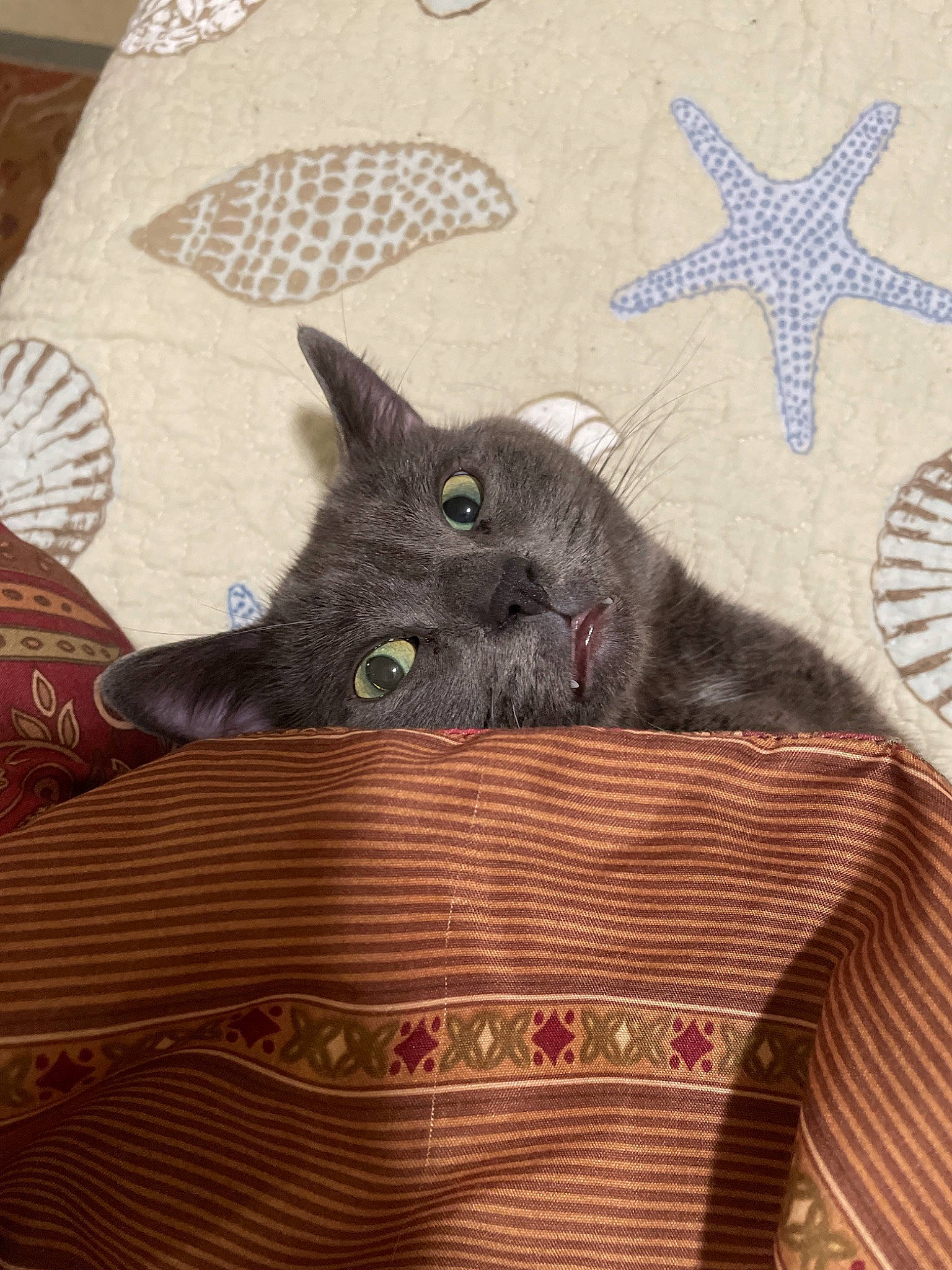 Mylo is registered to the contest to win money with this photo: art, black_cat, bombay, carnivore, cat, comfort, domestic_short_haired_cat, felidae, fur, grey, hardwood, linens, pattern, room, russian_blue, small_to_medium_sized_cats, tail, thread, whiskers, wood