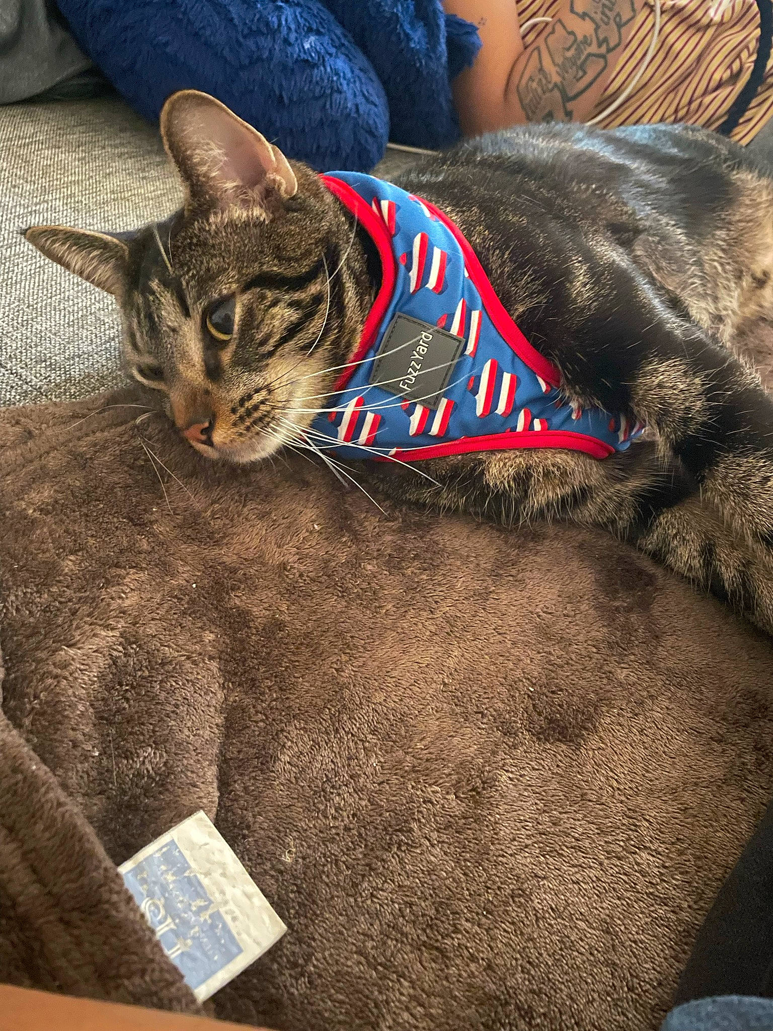 Geo joined the competition — help win amazing prizes! bag, carnivore, cat, domestic_short_haired_cat, electric_blue, fashion_accessory, felidae, fur, grass, linens, mammal, military_camouflage, pattern, sleeve, small_to_medium_sized_cats, snout, soil, terrestrial_animal, tree, whiskers