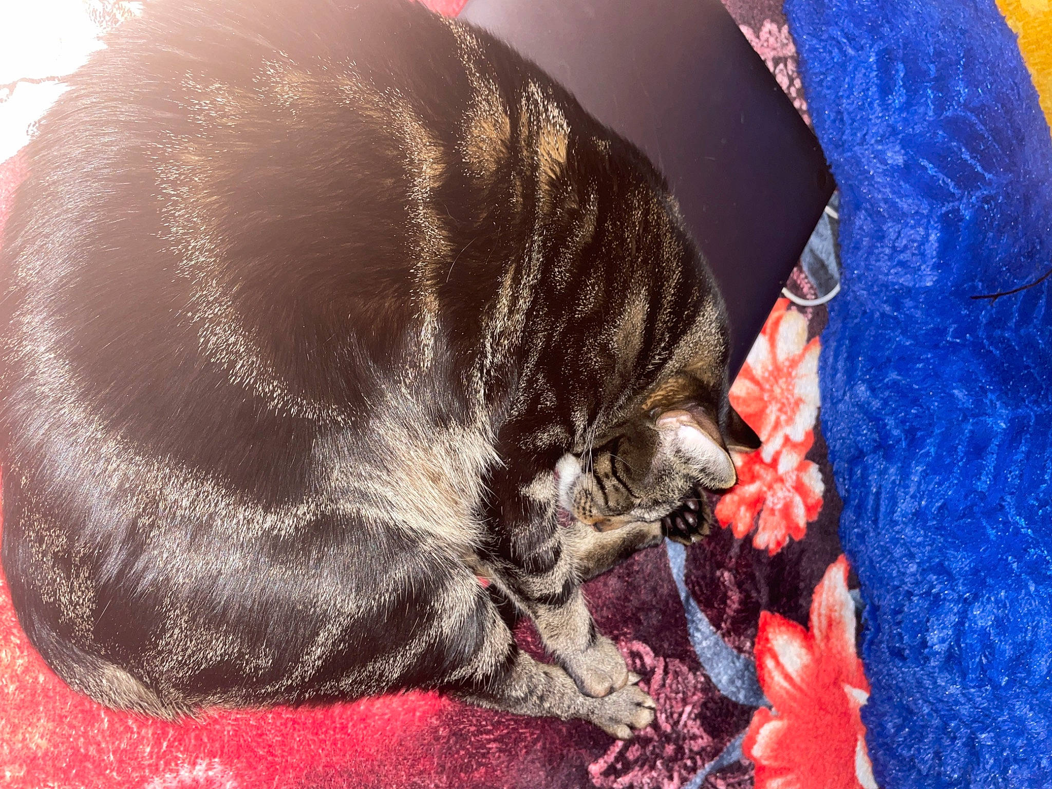 Geo is registered to the contest to win money with this photo: canidae, cap, carmine, carnivore, comfort, dog, dog_breed, electric_blue, fashion_accessory, fawn, felidae, fur, liver, magenta, snout, sporting_group, tail, terrestrial_animal, whiskers, working_animal