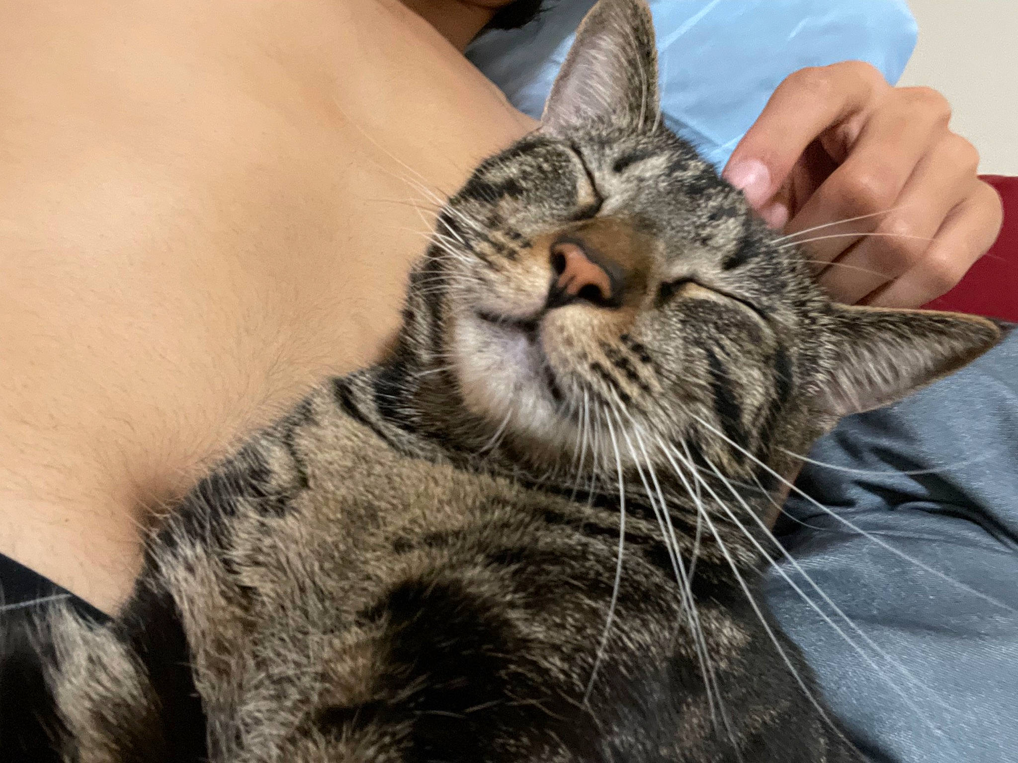 Geo joined the competition — help win amazing prizes! carnivore, cat, claw, comfort, domestic_short_haired_cat, ear, felidae, fur, gesture, hand, nail, paw, small_to_medium_sized_cats, snout, terrestrial_animal, whiskers, wildlife