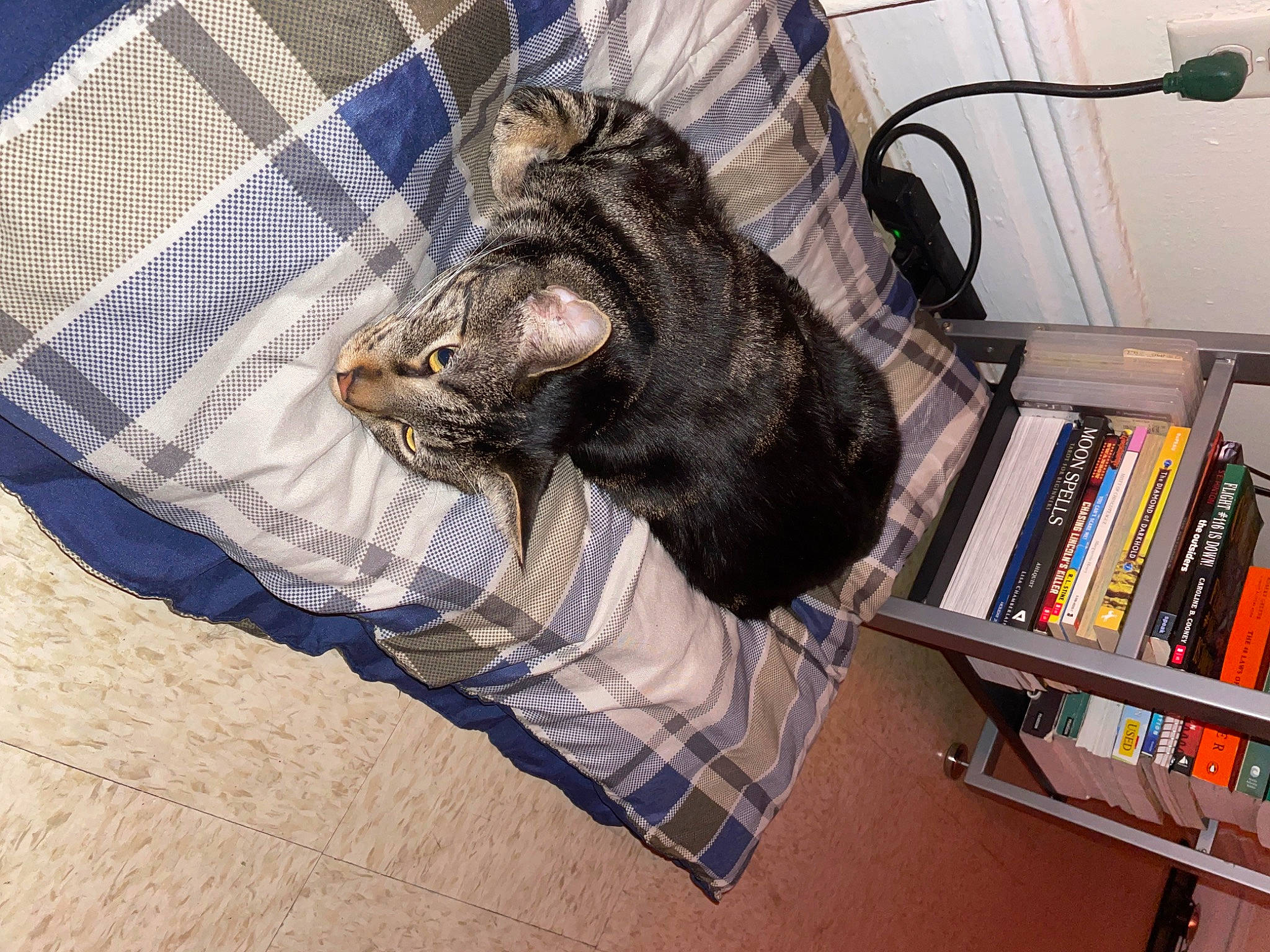 Geo is registered to the contest to win money with this photo: bag, black_cat, book, bookcase, carnivore, cat, comfort, domestic_short_haired_cat, felidae, fur, linens, luggage_and_bags, publication, shelf, shelving, small_to_medium_sized_cats, sporting_group, tail, whiskers, wood