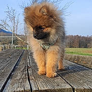 Charles a rejoint le concours — aidez-le/la à gagner de superbes lots ! bench, cute, daylight, dog, field, fluffy, fur, grass, harness, muzzle, nature, outdoor, paws, pet, pomeranian, portrait, puppy, sky, small_animal, wooden_table