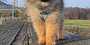 Charles participe au concours pour gagner de l'argent avec cette photo : cute, dog, field, fluffy, fur, grass, harness, nature, outdoor, paws, pet, picnic_table, pomeranian, portrait, puppy, sitting, sky, small_dog, tree, wood