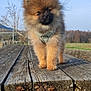 cute, dog, field, fluffy, fur, grass, harness, nature, outdoor, paws, pet, picnic_table, pomeranian, portrait, puppy, sitting, sky, small_dog, tree, wood