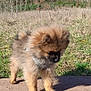 Charles a rejoint le concours — aidez-le/la à gagner de superbes lots ! cute, dog, field, fluffy, fur, grass, ground, harness, meadow, nature, outdoors, paws, pomeranian, portrait, puppy, sky, small, standing, sunlight, trees