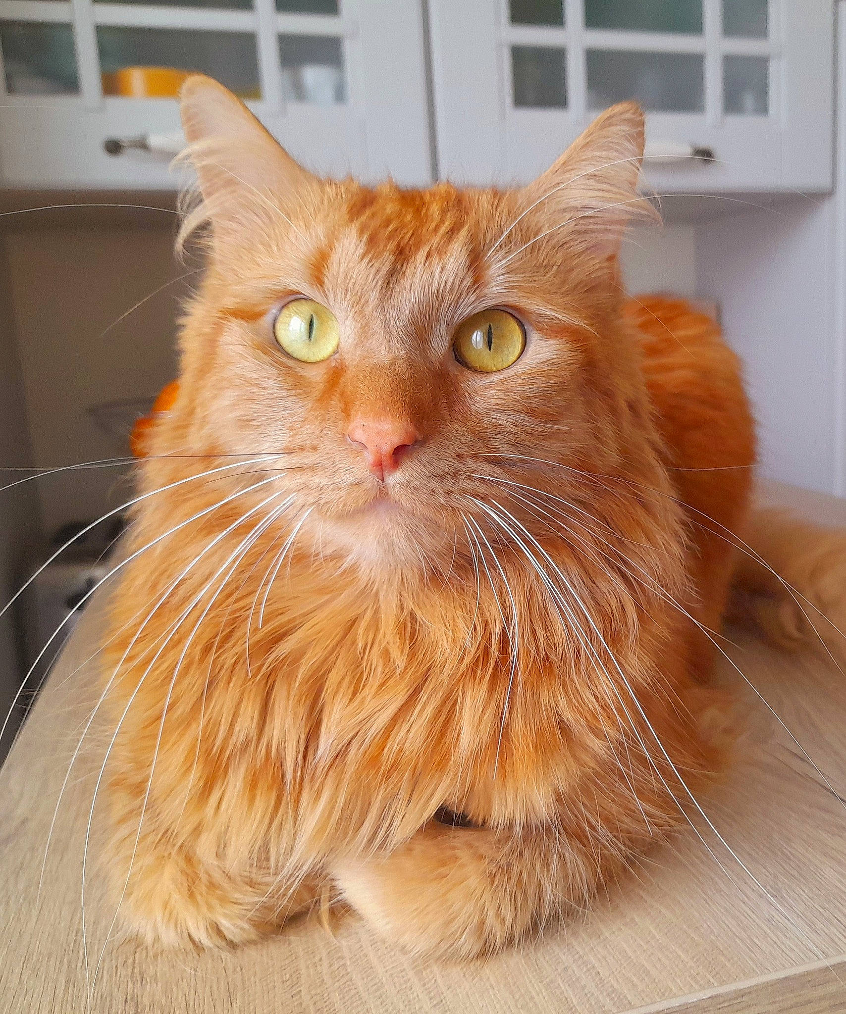 Peanut'S participe au concours pour gagner de l'argent avec cette photo : box, british_longhair, building, carnivore, cat, fawn, felidae, flooring, fur, orange, small_to_medium_sized_cats, snout, whiskers, window, wood