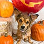 dog, pumpkin, balloon, halloween, pet, orange, cute, ears, fur, collar, tag, indoor, carpet, holiday, festive, decoration, animal, portrait, sitting, background