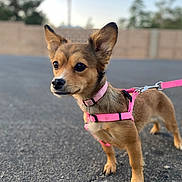 Bubbles is registered to the contest to win money with this photo: dog, small_dog, leash, pink_harness, ears, alert, outdoor, asphalt, pet, animal, brown_fur, close_up, portrait, standing, daylight, nature, canine, curious, fence, background_blur