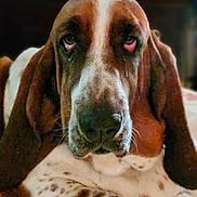 Gyius joined the competition — help win amazing prizes! animal, basset_hound, brown, close_up, cute, dog, domestic_animal, droopy_ears, expression, fur, indoor, laying_down, muzzle, nostrils, pet, portrait, sad_eyes, spotted, whiskers, white