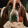 animal, basset_hound, brown, close_up, cute, dog, domestic_animal, droopy_ears, expression, fur, indoor, laying_down, muzzle, nostrils, pet, portrait, sad_eyes, spotted, whiskers, white
