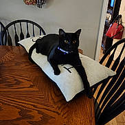 Rex is registered to the contest to win money with this photo: animal, black_cat, black_fur, cat, chair, collar, decor, domestic, domestic_cat, flower_wreath, furniture, home, indoor, living_room, pet, pillow, relaxed, resting, stretching, wooden_table