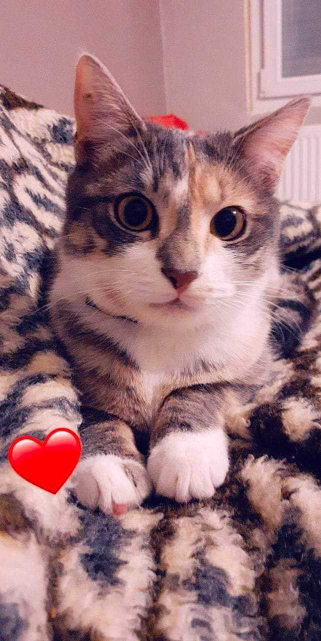 Lola participe au concours pour gagner de l'argent avec cette photo : carmine, carnivore, cat, claw, close_up, domestic_short_haired_cat, event, eye, felidae, foot, fur, gesture, leg, nail, paw, small_to_medium_sized_cats, snout, tail, toe, whiskers