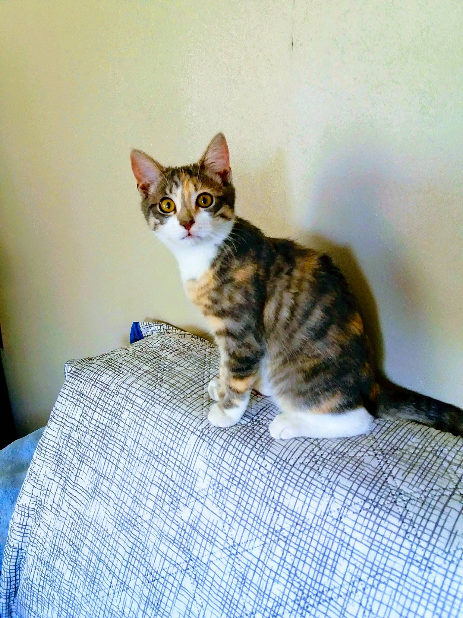 Câline participe au concours pour gagner de l'argent avec cette photo : aegean_cat, american_wirehair, arabian_mau, asian, australian_mist, carnivore, cat, domestic_short_haired_cat, dragon_li, european_shorthair, felidae, kitten, mammal, sitting, small_to_medium_sized_cats, tabby_cat, toyger, vertebrate, whiskers