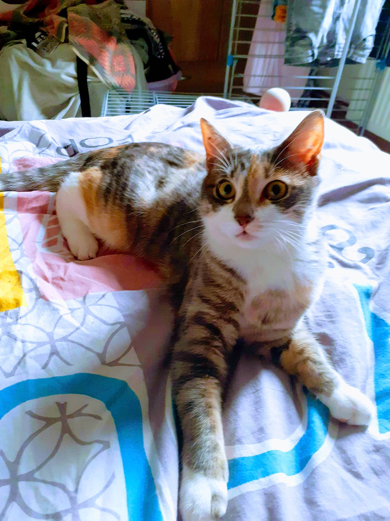 Câline a rejoint le concours — aidez-le/la à gagner de superbes lots ! aegean_cat, american_shorthair, american_wirehair, arabian_mau, asian, australian_mist, carnivore, cat, domestic_short_haired_cat, dragon_li, european_shorthair, felidae, german_rex, kitten, mammal, small_to_medium_sized_cats, tabby_cat, toyger, vertebrate, whiskers