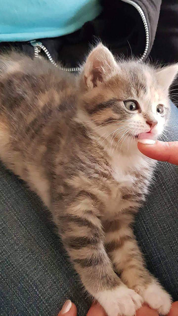 Câline participe au concours pour gagner de l'argent avec cette photo : american_shorthair, american_wirehair, asian, australian_mist, british_semi_longhair, carnivore, cat, domestic_short_haired_cat, dragon_li, european_shorthair, fawn, felidae, kitten, mammal, norwegian_forest_cat, pixie_bob, small_to_medium_sized_cats, tabby_cat, vertebrate, whiskers