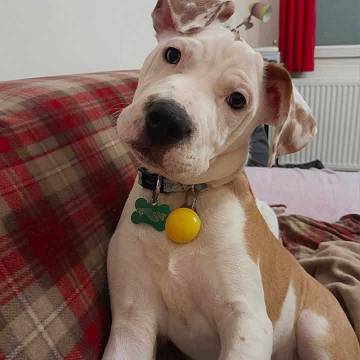 Biscotte a rejoint le concours — aidez-le/la à gagner de superbes lots ! animal, ball, boxer, bulldog, canine, couch, cushion, dog, furniture, homedecor, hound, indoors, interiordesign, pet, pitbull, puppy, snout, sport, tennis, tennisball