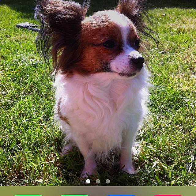 Chipie