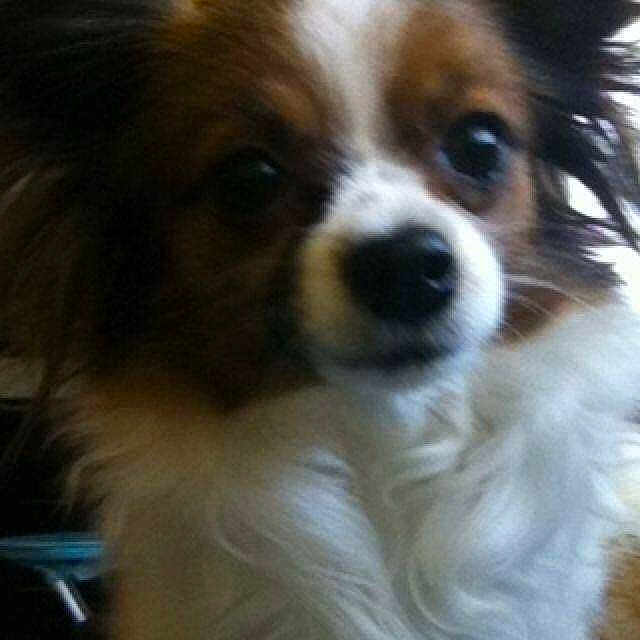 Chipie