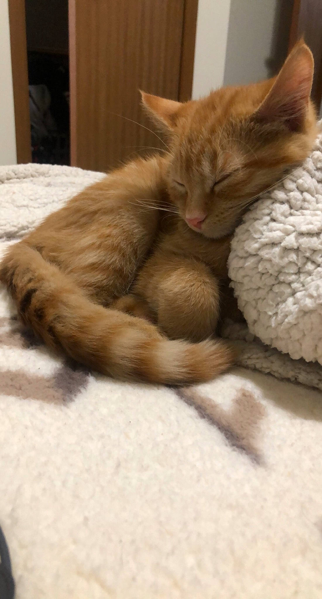 Lee is registered to the contest to win money with this photo: arabian_mau, asian, carnivore, cat, claw, domestic_short_haired_cat, european_shorthair, fawn, felidae, fur, german_rex, kitten, mammal, nap, oriental_longhair, paw, small_to_medium_sized_cats, tabby_cat, tail, whiskers