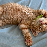 Tigger joined the competition — help win amazing prizes! cat, orange_cat, sleeping, fluffy, fur, pet, animal, kitten, collar, green_collar, paws, pink_paw_pads, whiskers, closed_eyes, lying_down, belly_up, bed, blue_bedding, cozy, indoor
