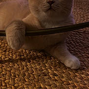 Aegon participe au concours pour gagner de l'argent avec cette photo : animal, cat, closeup, cream_colored, curious, cute, domestic, feline, floor, indoor, laying, mammal, metal_bar, paw, pet, relaxed, soft_fur, whiskers, wide_eyes, woven_rug