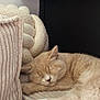 animal, beige, cat, closeup, comfort, couch, cozy, cute, feline, fur, home, indoor, paw, peaceful, pet, pillow, relaxation, resting, sleeping, soft_texture