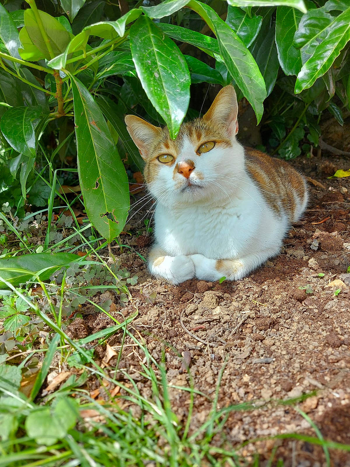 Tchoupi a rejoint le concours — aidez-le/la à gagner de superbes lots ! carnivore, cat, domestic_short_haired_cat, eye, fawn, felidae, fur, grass, grass_family, groundcover, leaf, plant, small_to_medium_sized_cats, snout, tail, terrestrial_animal, terrestrial_plant, tree, vegetation, whiskers