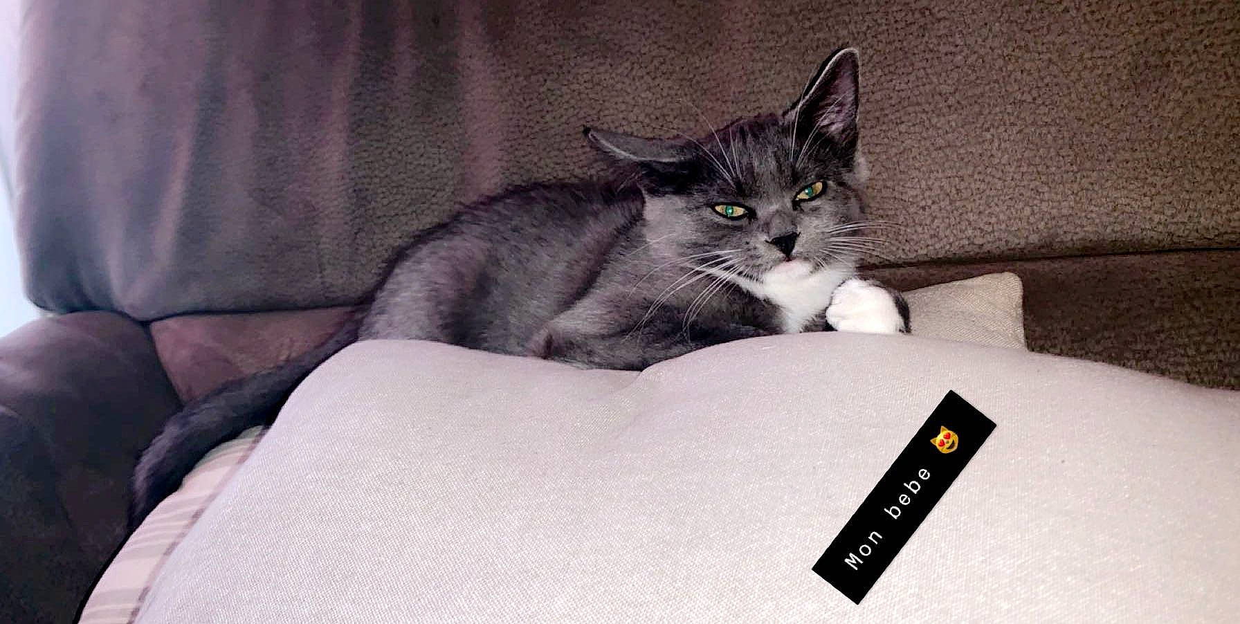 Jupita a rejoint le concours — aidez-le/la à gagner de superbes lots ! carnivore, cat, comfort, curious, domestic_short_haired_cat, felidae, grey, kitten, pet_supply, small_to_medium_sized_cats, snout, vertebrate, whiskers