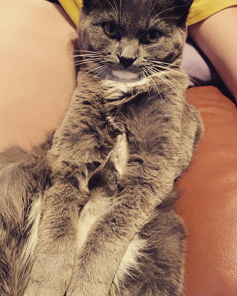 Jupita a rejoint le concours — aidez-le/la à gagner de superbes lots ! carnivore, cat, comfort, domestic_short_haired_cat, felidae, fur, iris, pet_supply, skin, small_to_medium_sized_cats, snout, tail, terrestrial_animal, vertebrate, whiskers