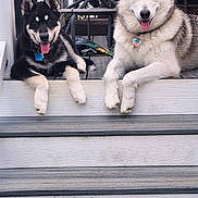 Tundra Timber is registered to the contest to win money with this photo: dog, husky, pets, animals, outdoor, porch, steps, tongue_out, fur, black_and_white, gray_and_white, collar, tag, relaxed, friendly, companions, wooden_floor, chair, table, greenery