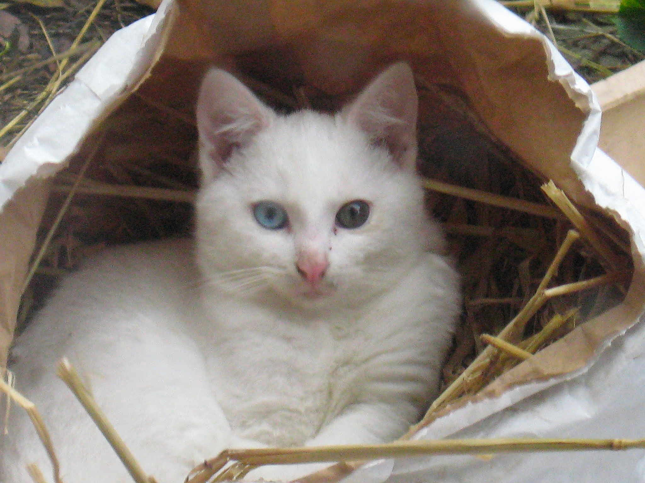 Gaspard