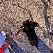 Lula is registered to the contest to win money with this photo: dog, black_dog, leash, pavement, shadow, shoe, walking, outdoor, sunlight, pet, happy, texture, casual, joyful, owner, footwear, summer, daytime, animal, companion