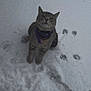 Marnie is registered to the contest to win money with this photo: cat, tabby_cat, snow, paw_prints, collar, outdoor, animal, pet, winter, curious, gray_cat, sitting, fur, whiskers, cute, looking_up, nature, cold, playful, feline