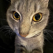 Marnie is registered to the contest to win money with this photo: cat, close_up, yellow_eyes, fur, whiskers, face, pet, animal, cute, curious, portrait, feline, tabby, indoor, looking_at_camera, muzzle, ears, nose, soft_light, background_blur