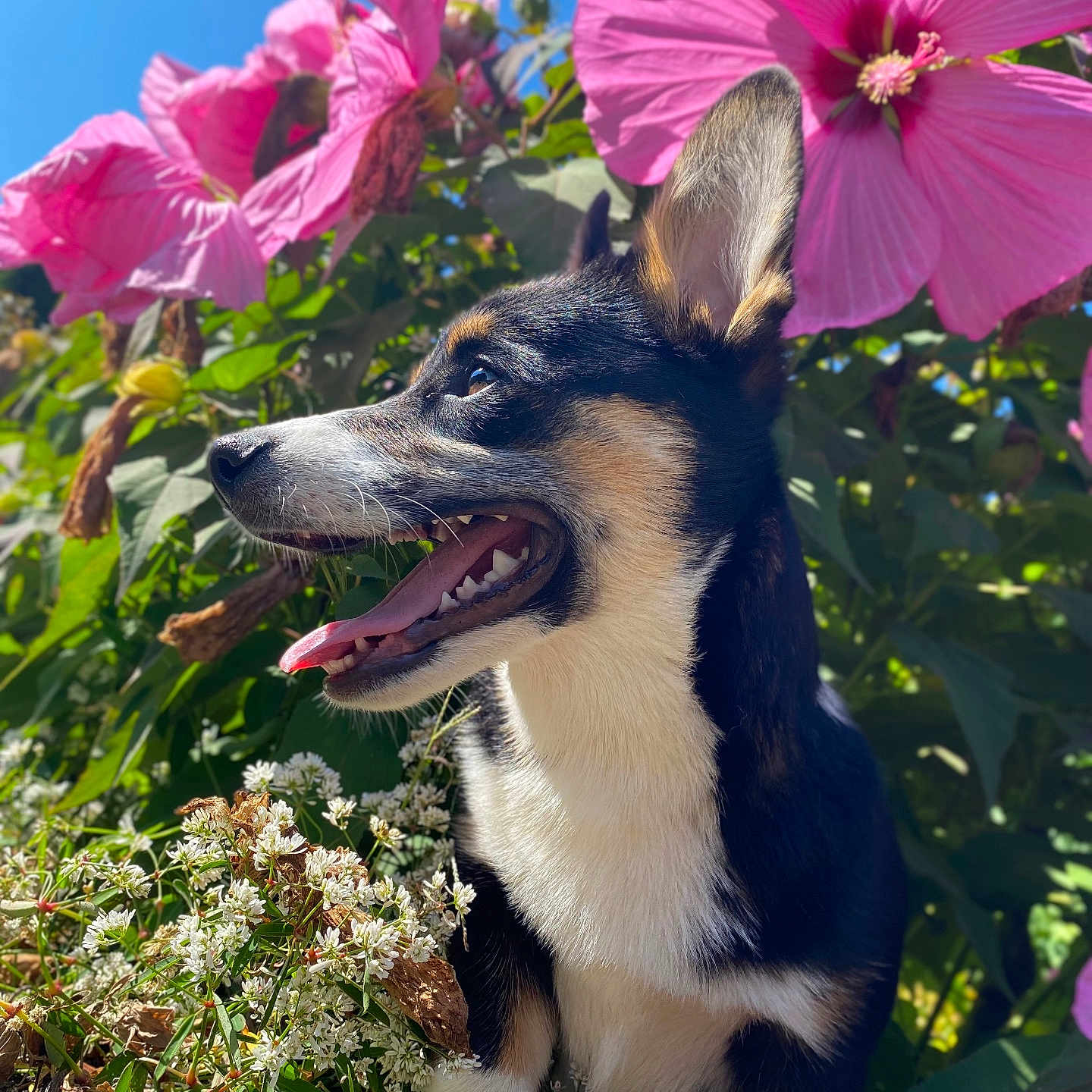Colton joined the competition — help win amazing prizes! anemone, animal, canine, daisy, dog, flower, geranium, grass, herbal, herbs, husky, leaf, nature, outdoors, pet, petal, plant, puppy, purple, vegetation