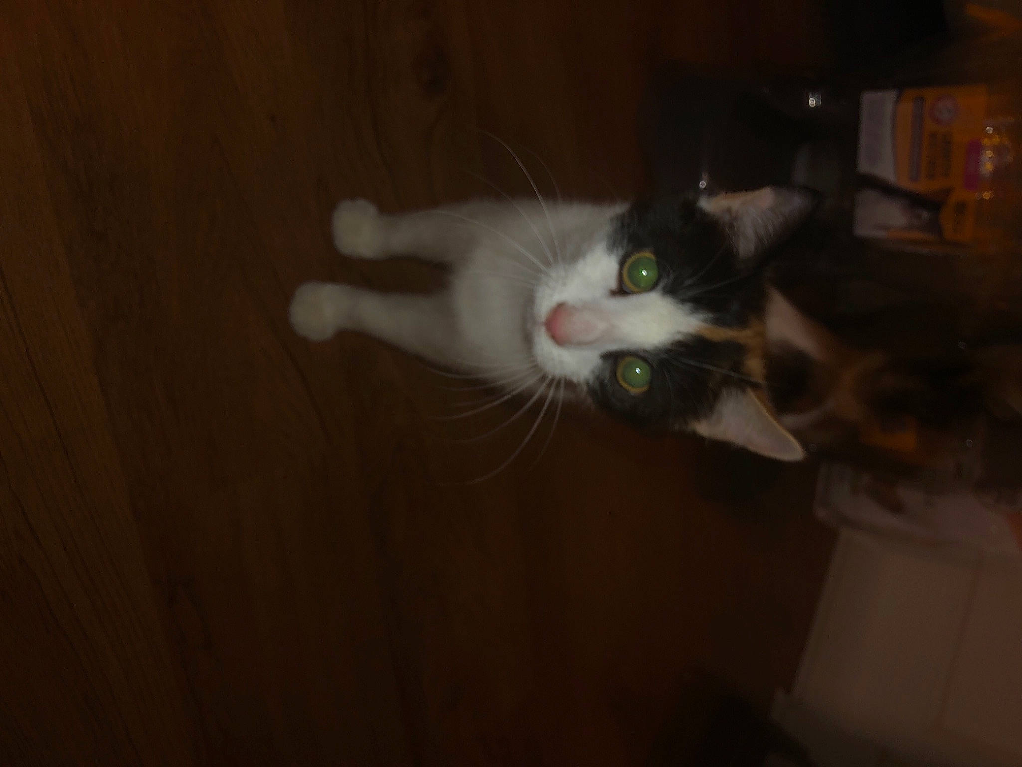 Muffin is registered to the contest to win money with this photo: carnivore, cat, darkness, domestic_short_haired_cat, felidae, flooring, fur, hardwood, room, small_to_medium_sized_cats, tail, whiskers, wood