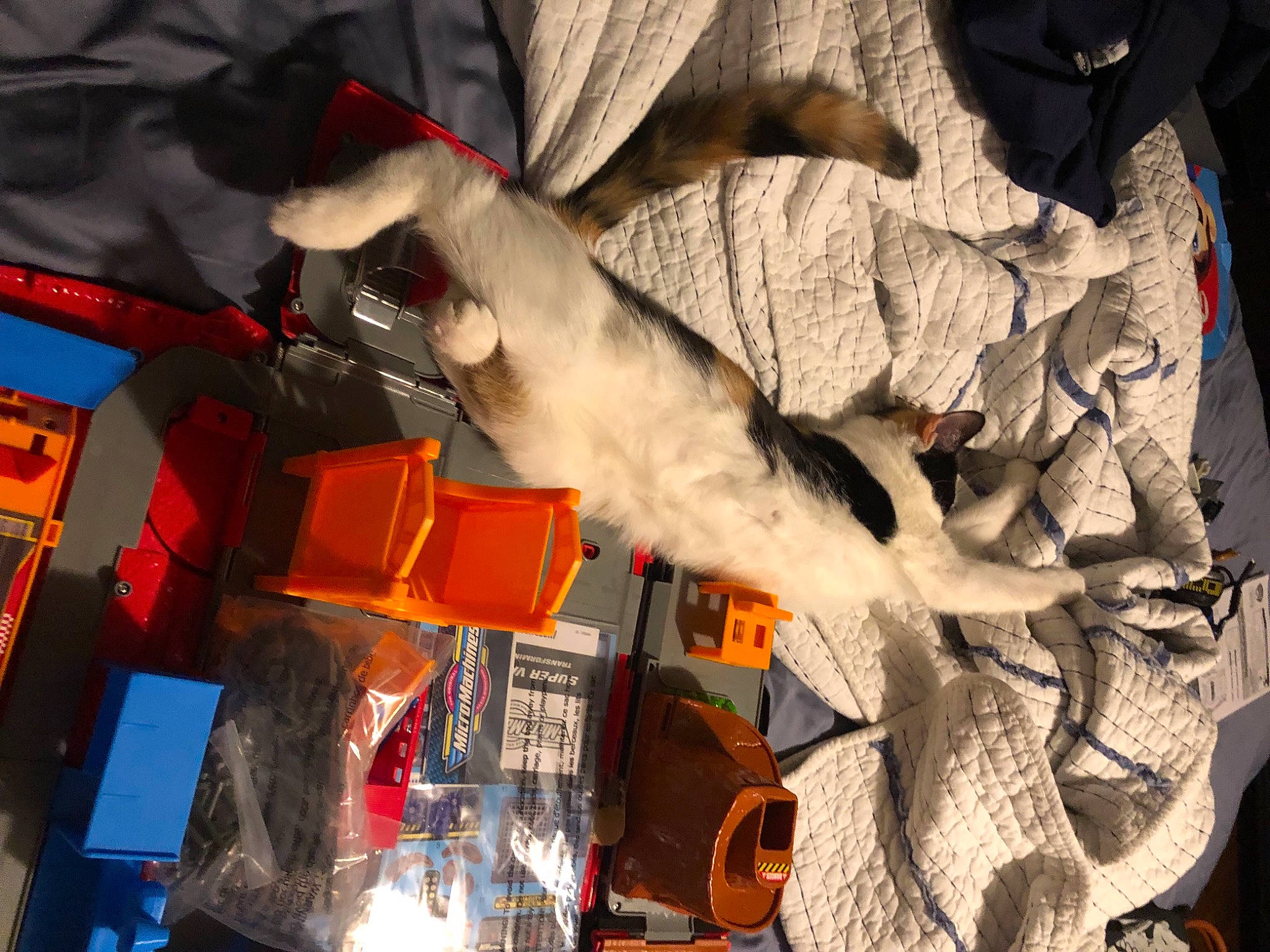 Muffin is registered to the contest to win money with this photo: art, canidae, carmine, carnivore, cat, felidae, fun, fur, orange, room, small_to_medium_sized_cats, sporting_group, tail, tree, whiskers, wood