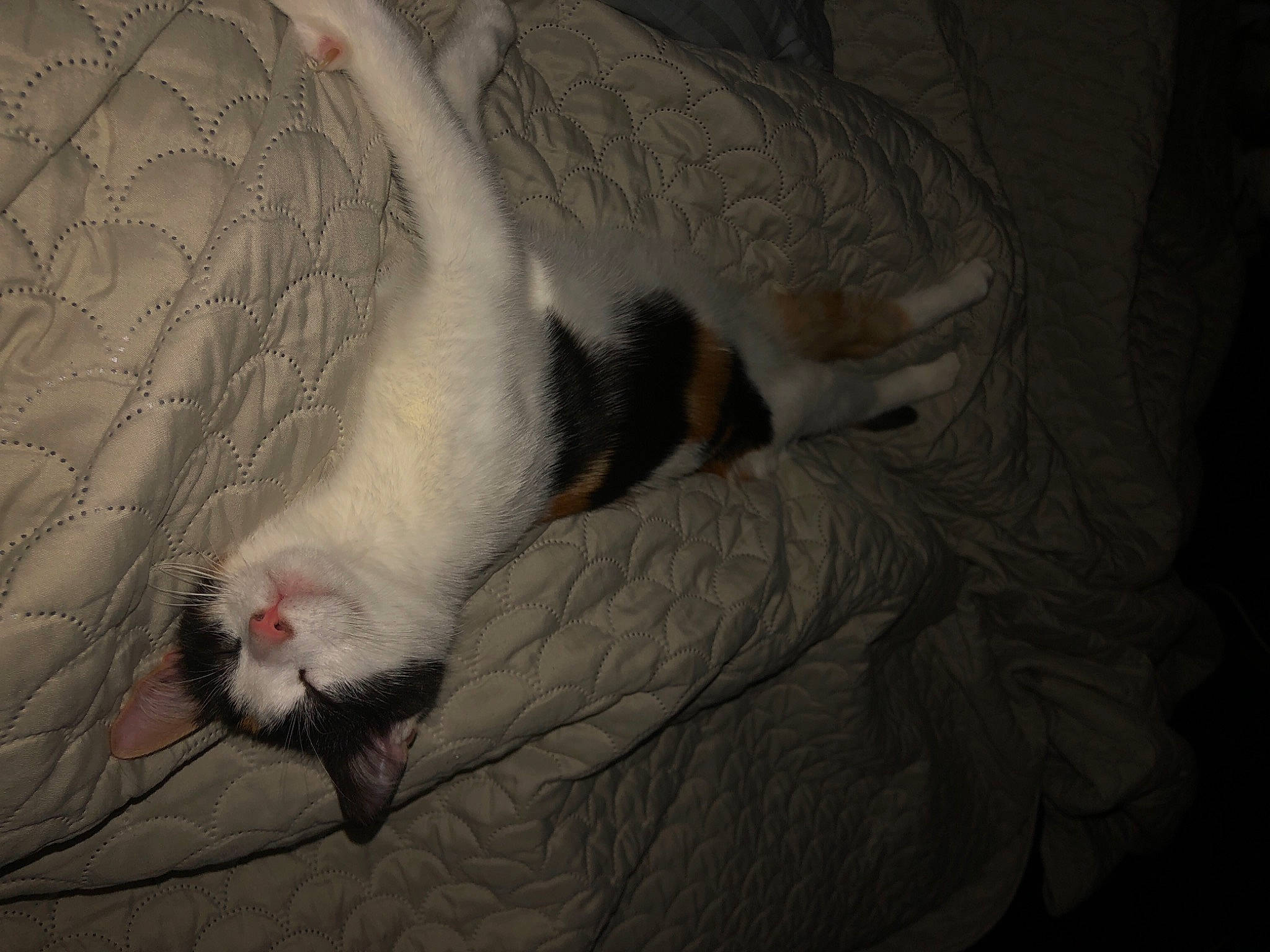 Muffin is registered to the contest to win money with this photo: canidae, carnivore, claw, comfort, dog_breed, domestic_short_haired_cat, fawn, felidae, ferret, foot, fur, grey, mustelidae, mustelinae, paw, small_to_medium_sized_cats, tail, terrestrial_animal, toe, whiskers