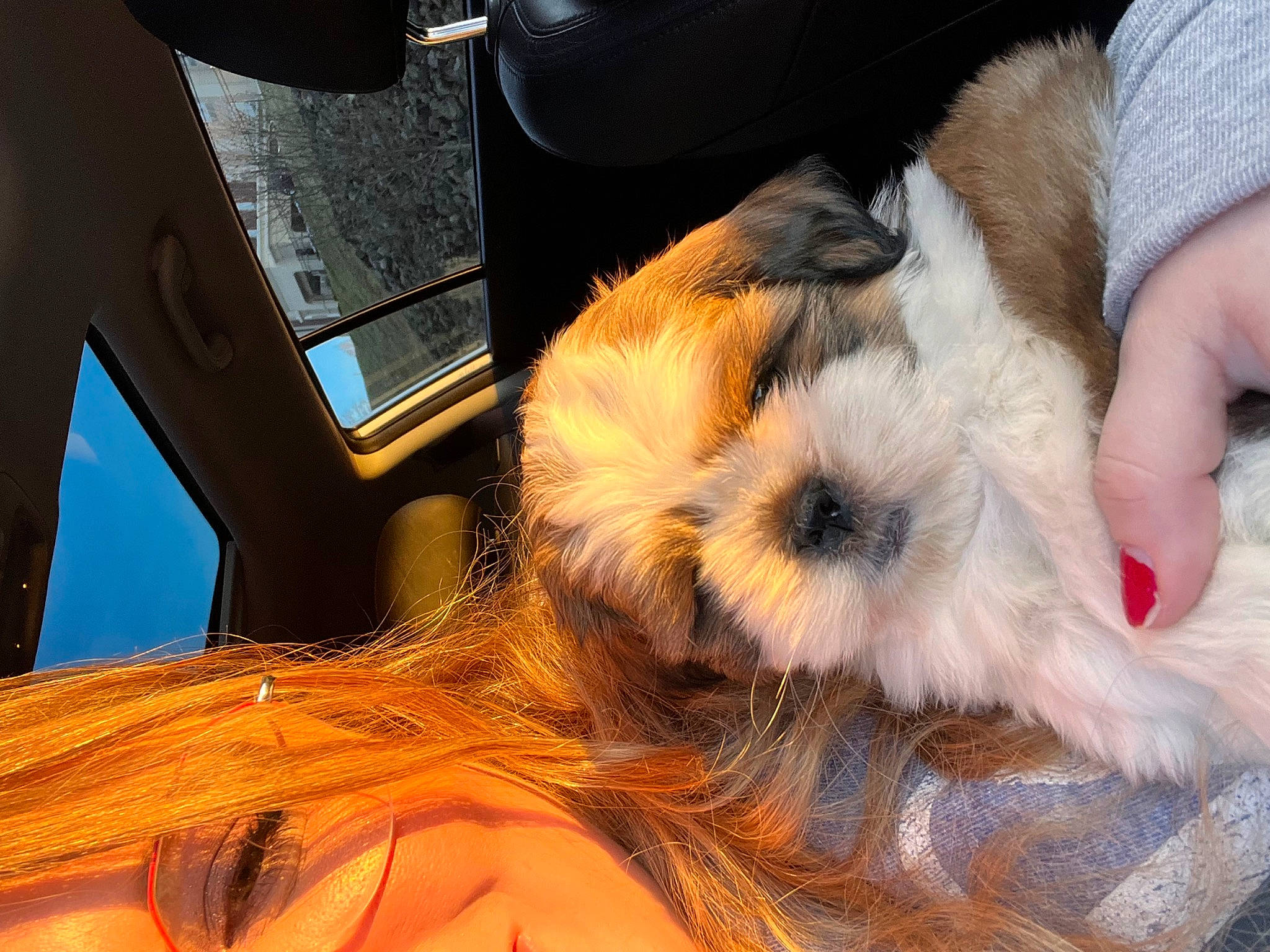 Boba joined the competition — help win amazing prizes! beard, canidae, carnivore, chest, companion_dog, dog, dog_breed, ear, eyelash, fawn, felidae, fur, nail, paw, small_to_medium_sized_cats, snout, sporting_group, sunglasses, toy_dog, whiskers