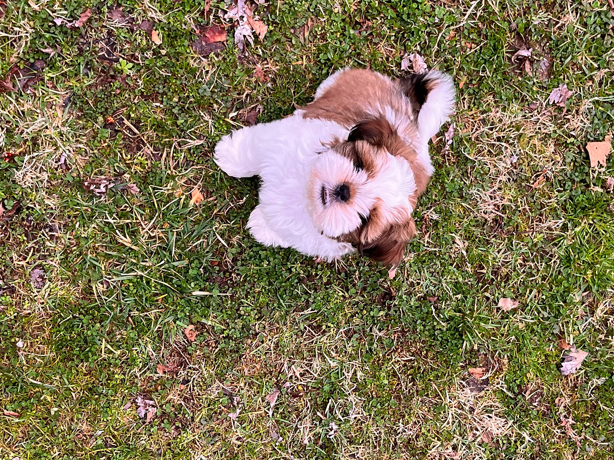 Boba is registered to the contest to win money with this photo: canidae, companion_dog, dog, dog_breed, flower, flowering_plant, fur, grass, groundcover, herbaceous_plant, non_sporting_group, paw, petal, plant, shrub, sporting_group, tail, terrestrial_animal, toy, toy_dog